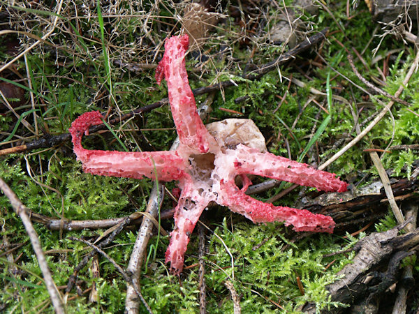 Octopus Stinkhorn near Drnovec.