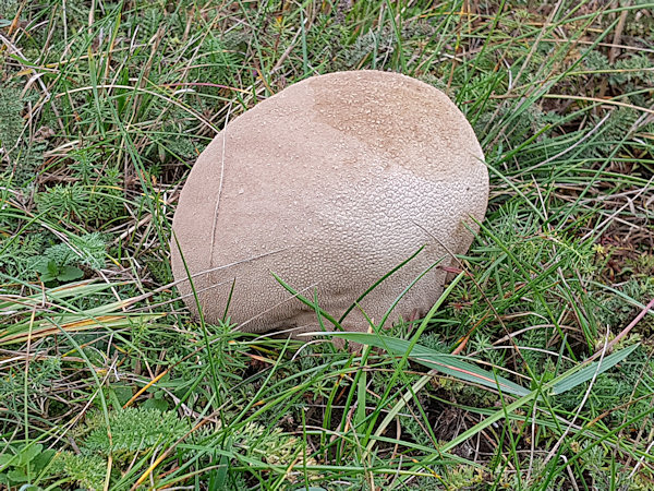 The giant puffball.
