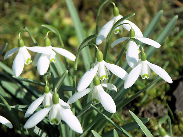 Snowdrops.