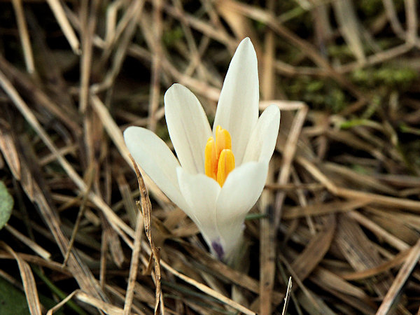 White crocus in Slunečná.