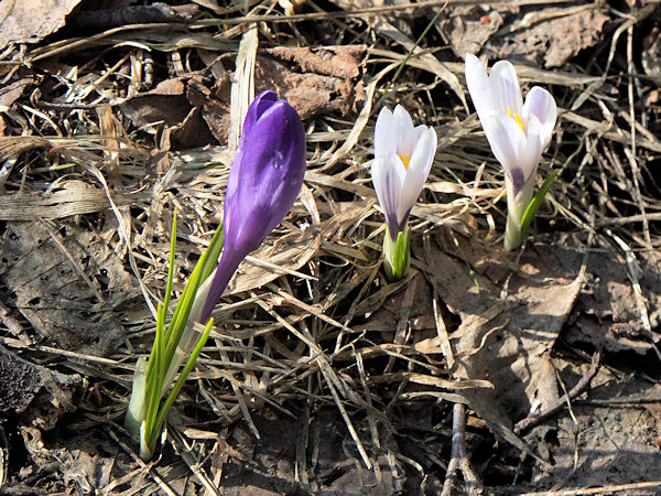 Crocusses in Kytlice.