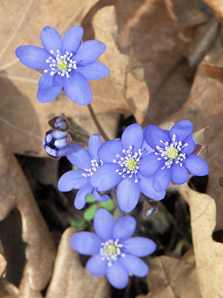 Hepatica.