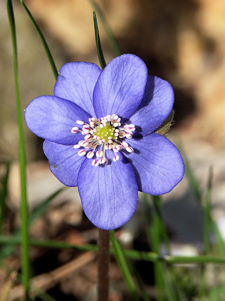 Flowering hepatica.