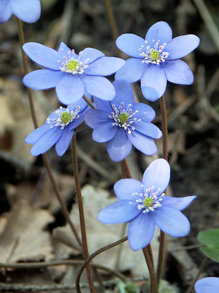 Hepatica.