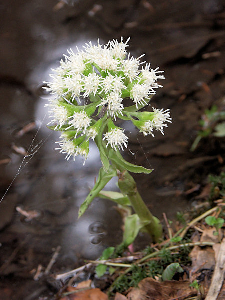 White butterbur.