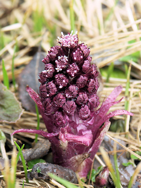 Butterbur.