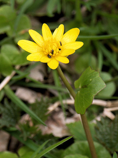 Pilewort.