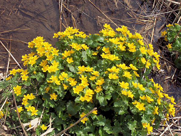 Marsh marigolds.