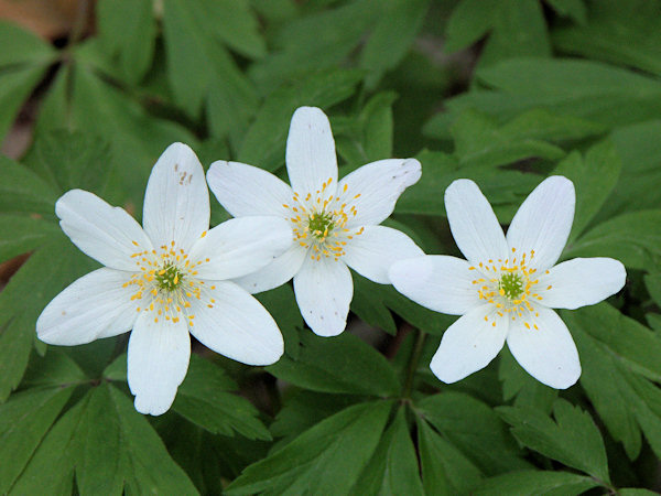 Flowering anemones.