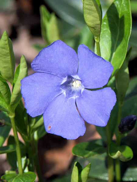 Common periwinkle at the Studenec-Mt.