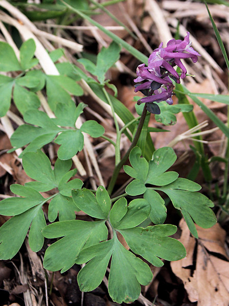 Corydalis.