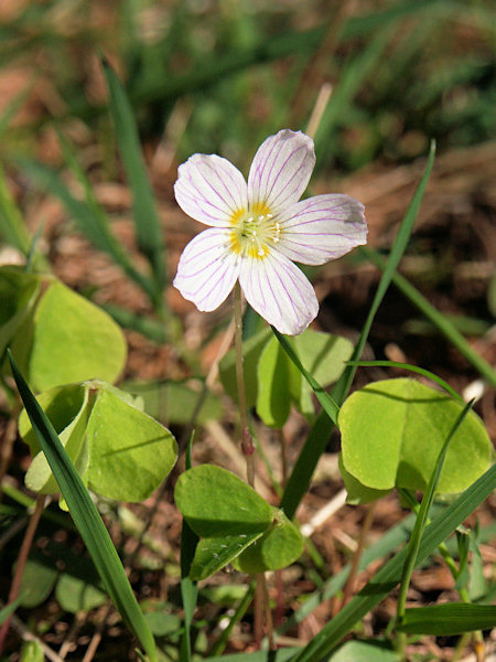 Wood sorrel.