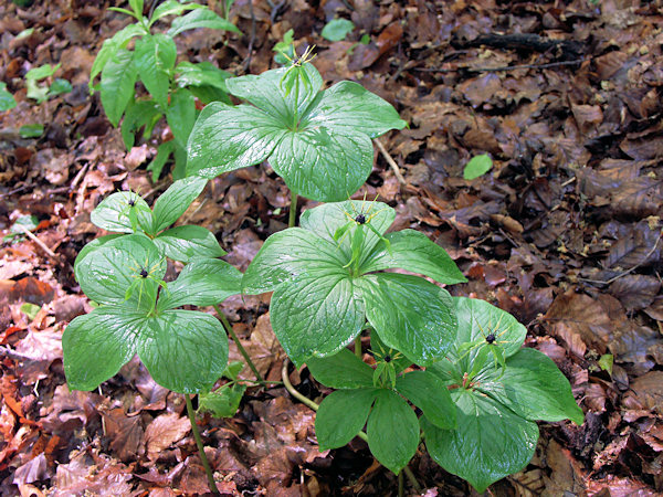 Herb Paris at the Jezevčí vrch-Mt.