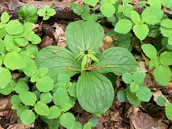 Herb Paris at the Jezevčí vrch-Mt.