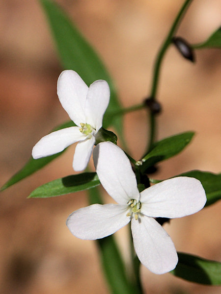 Coralroot bittercress.