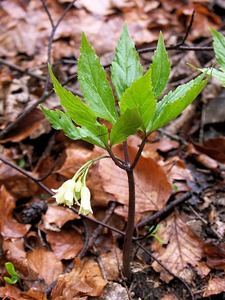 Drooping bittercress.