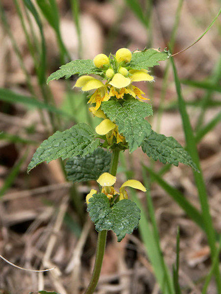 Yellow dead nettle.