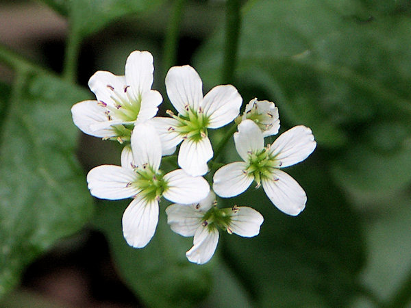 Garlic mustard.