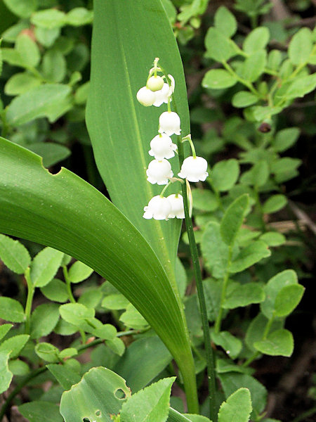 Lily-of-the-valley.