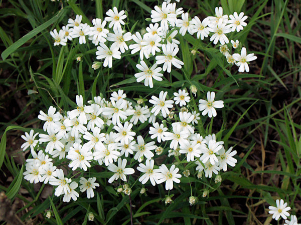 Flowering Chickweed.