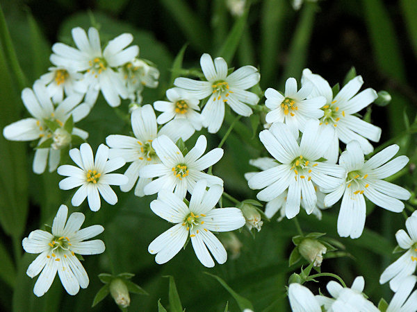 Flowering Chickweed.