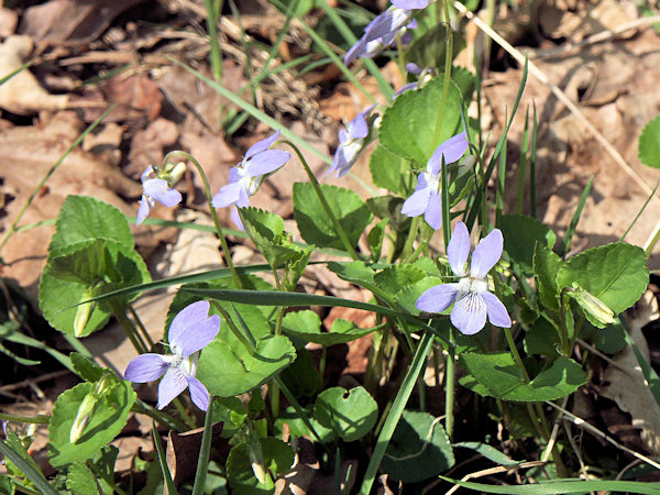 Violets.