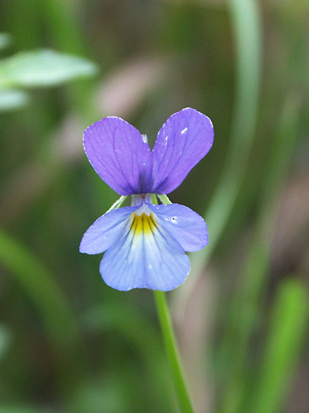 Violet flower.
