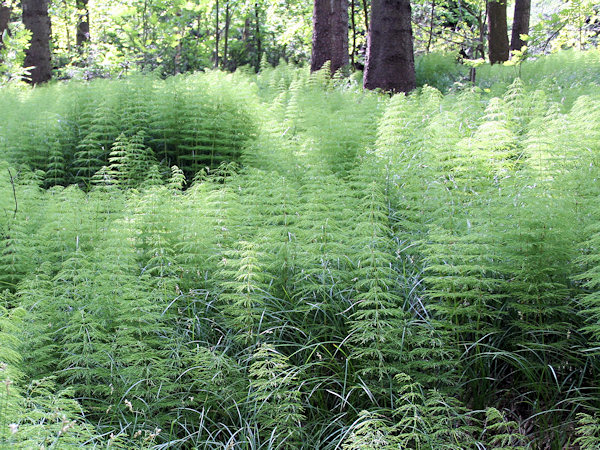 Woodland horsetail.