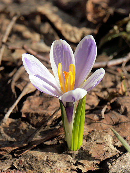 Flowering Crocus in Kytlice.