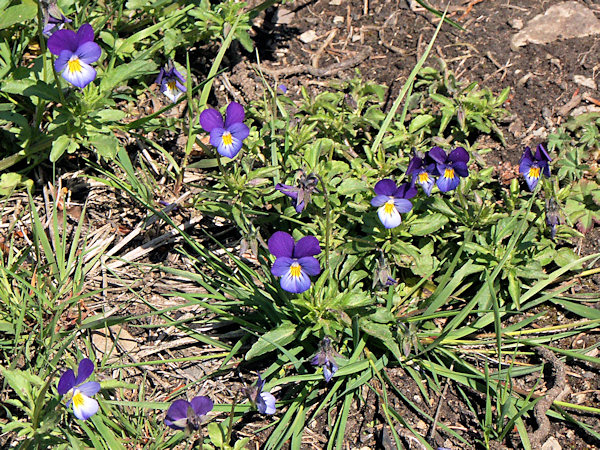 Flowering Violets on the slopes of Malý Stožec-hill.