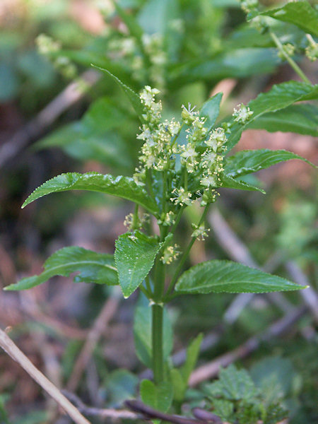 Dog's mercury.