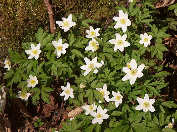 Flowering anemones.