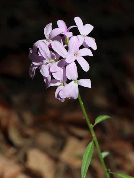 Coralroot bittercress.