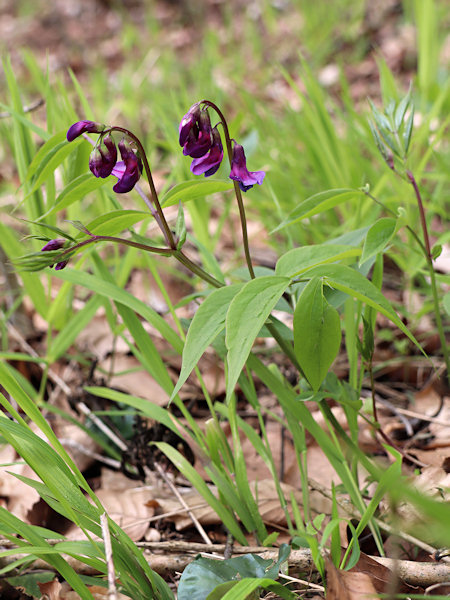 Spring Vetchling.