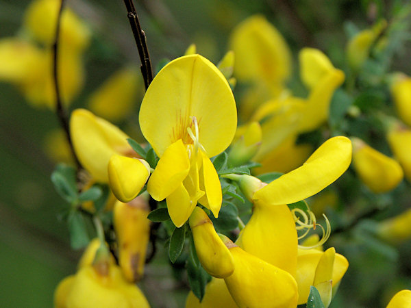 Common broom.