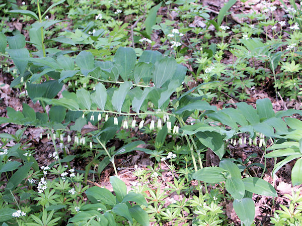 Solomon's seal.