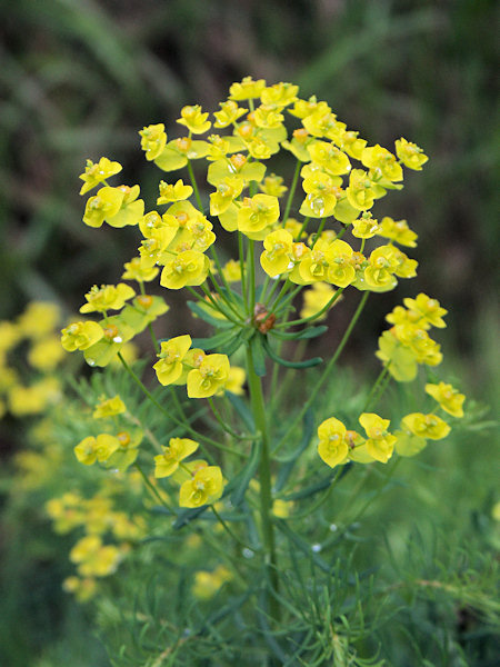 Cypress Spurge.