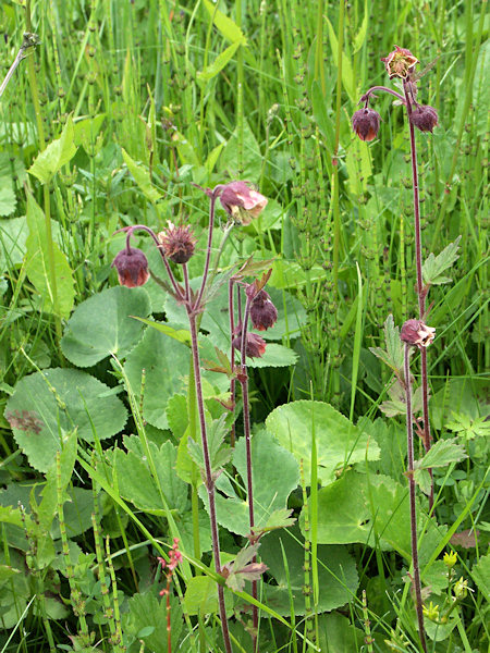 Water avens.