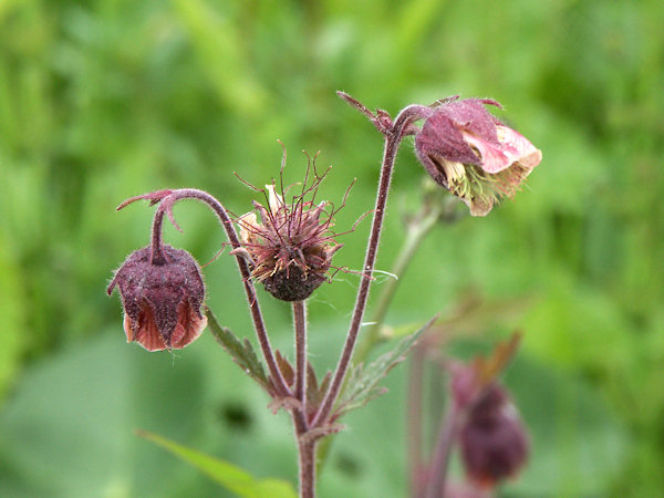 Water avens.