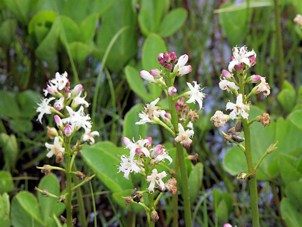 Bogbean.