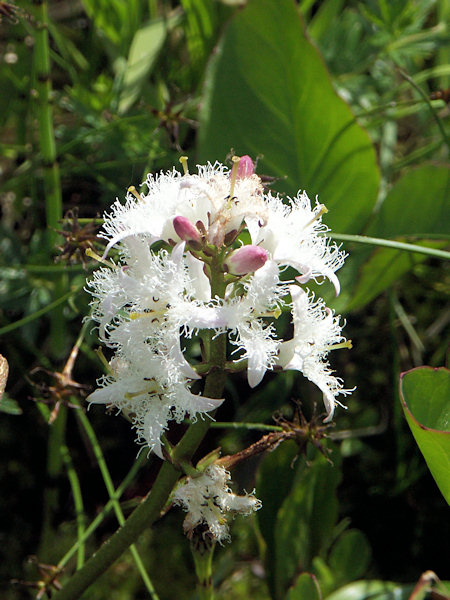 Bogbean.