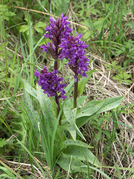 Western marsh orchid.