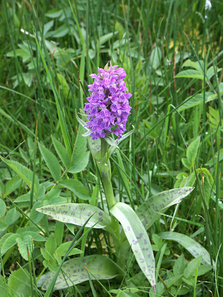 Western marsh orchid.