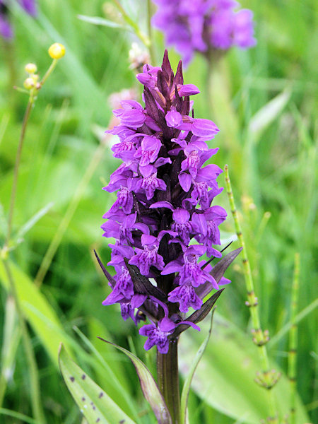 Western marsh orchid.