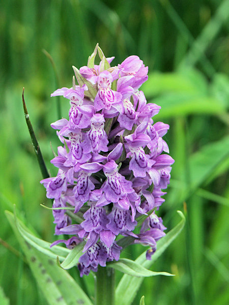 Western marsh orchid.