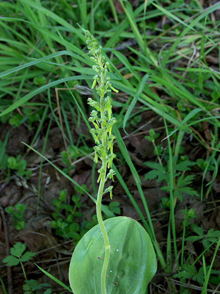 European Common Twayblade.