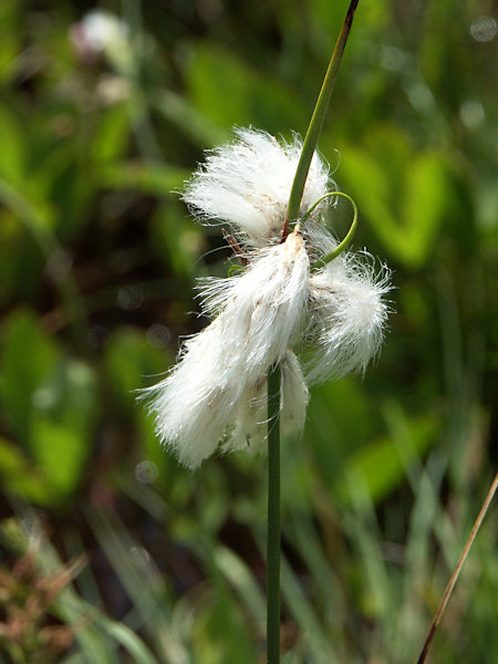 Cottongrass.