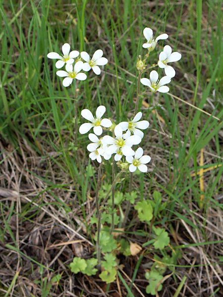 Meadow Saxifrage.