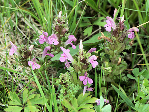 Small Lousewort.