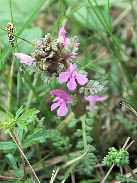 Small Lousewort.